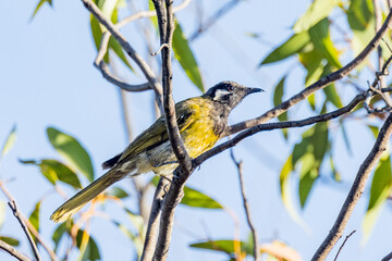 Fototapeta premium White-eared Honeyeater in Victoria, Australia