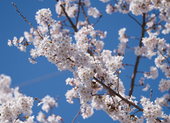 Blossomimg cherry treewith blue sky. sign of spring