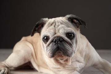 Fototapeta premium Happy dog. Funny pug on a gray background in the studio. pet indoor in studio 