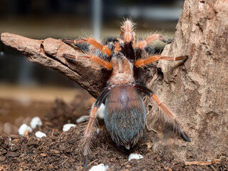 Macro of Turantula Maxican Fire Leg