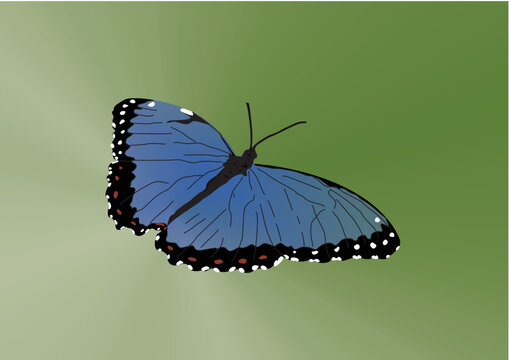 borboleta, inseto na cor azul com asas abertas e fundo verde natureza
