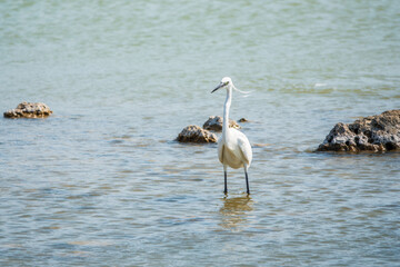 The small white heron or Little egret stands in the lake