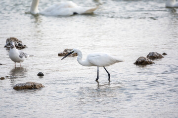 The small white heron or Little egret stands in the lake