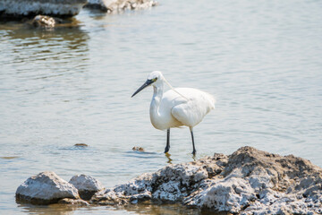 The small white heron or Little egret stands in the lake