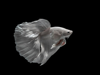 Siamese fighting fish halfmoon type