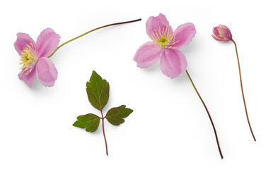 fresh pink clematis flowers, bud and leaf isolated over a transparent background, botanical spring...