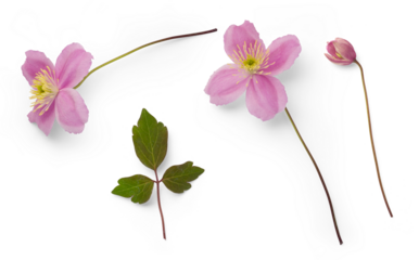 fresh pink clematis flowers, bud and leaf isolated over a transparent background, botanical spring design element collection