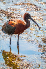 The glossy ibis, latin name Plegadis falcinellus, searching for food in the shallow lagoon.