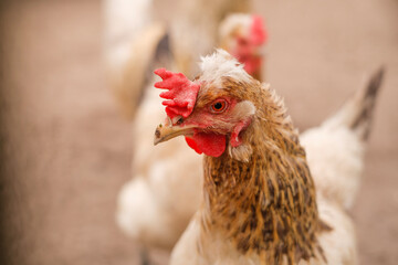 The crest of a chicken close-up. Breeding poultry on the farm
