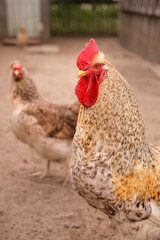 Homemade Chickens and a cock close-up in the barnyard . Breeding poultry on the farm. Natural ecological meat without antibiotics