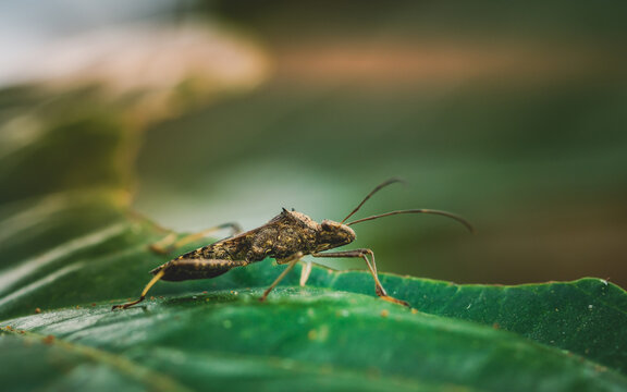 Leaf-footed Bug, Coreidae, Pentatomomorpha, Dock bug perched on green leaf and nature blurred background, Mimetic brown color insect in Thailand.
