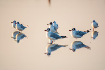 Flock of Seagulls, The European herring gull, swims on the calm lake shore in sunset