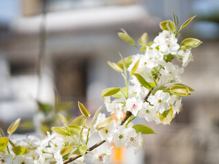 Blossoming Japanese pear tree with blurred background.