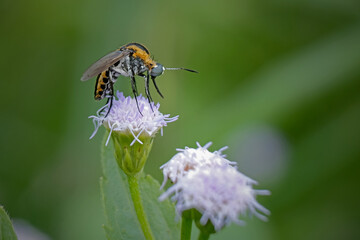 toxophora on a flower
