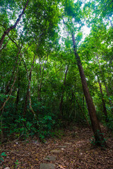 Tropical gree tree forest nature landscape trekking