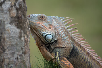 Obraz premium Close up portrait of common iguana