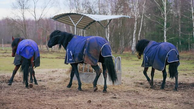 The three black horses are wearing a blue cape. They are standing next to their food outside. Full shot. High quality 4k footage