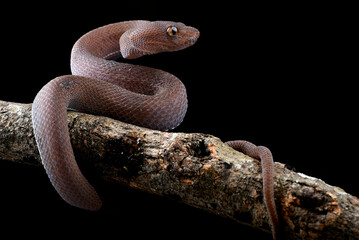Mangrove pit viper on the dark background