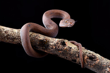 Obraz premium Mangrove pit viper on the dark background