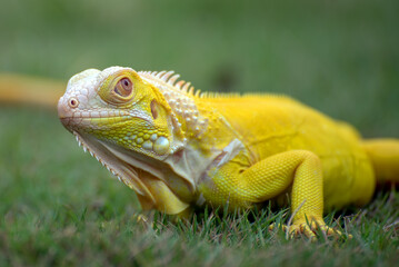 Yellow iguana on a grass
