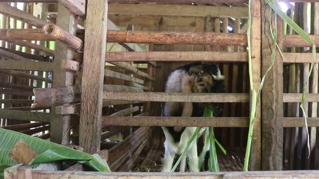 Etawa goat or called jamnapari (Capra aegagrus hircus) in a cage eating grass