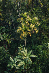 Palm tree leaves from above in the jungle in Ella, Sri Lanka