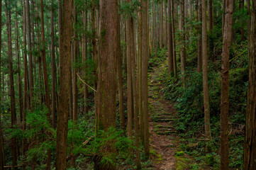 Obraz premium 熊野古道/大雲取越の杉林