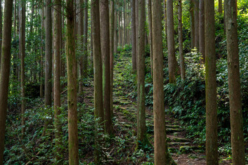 熊野古道/大雲取越の杉林