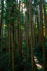 熊野古道/大雲取越の杉林
