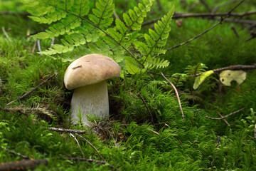 Mushroom growing on lush green moss in a forest