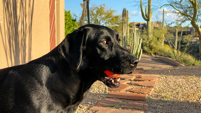 Black Lab playing fetch in the desert