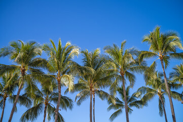 Obraz na płótnie Canvas Panorama of Palm Trees Under Blue Sky in Hawaii.