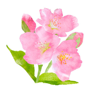 春の花、桜の花の手描き透明水彩イラスト、クローズアップ
