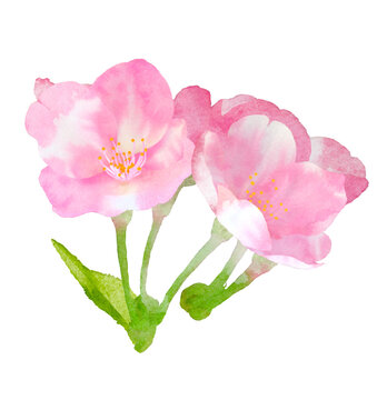 桜の花の手描き透明水彩のイラスト、クローズアップ、装飾イラスト