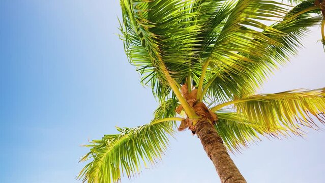 Bright leaves of a coconut palm against a blue clear sky. Tropical beach nature on a sunny day. Colorful branches of a tropical tree sway in the wind. Green on blue.