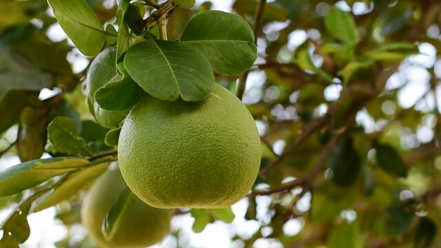 Grapefruit fruit in the garden Citrus maxima