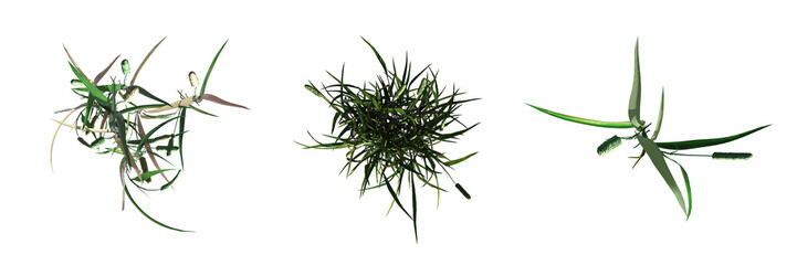 wild field grass, top view, isolated on white background, 3D illustration, cg render