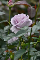 pink rose in the garden