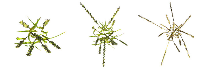 wild field grass, top view, isolated on white background, 3D illustration, cg render