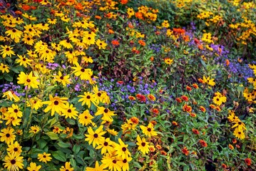 Wildflowers