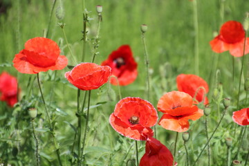 red poppy field