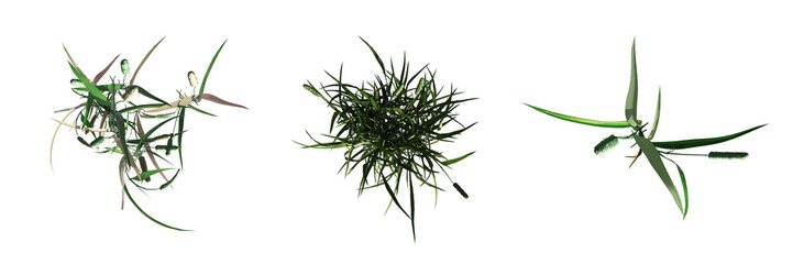 wild field grass, top view, isolated on a transparent background, 3D illustration, cg render