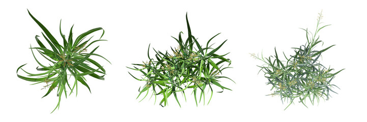 wild field grass, top view, isolated on a transparent background, 3D illustration, cg render