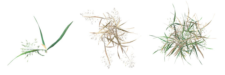 wild field grass, top view, isolated on a transparent background, 3D illustration, cg render