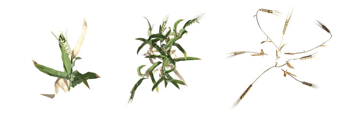 wild field grass, top view, isolated on a transparent background, 3D illustration, cg render