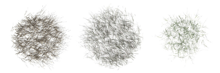 Fototapeta na wymiar wild field grass, top view, isolated on a transparent background, 3D illustration, cg render
