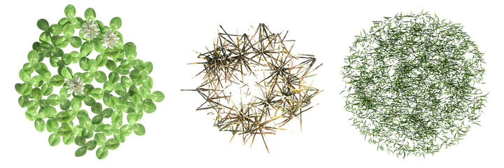 wild field grass, top view, isolated on a transparent background, 3D illustration, cg render