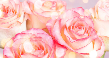 Gentle pale pink roses close up with bokeh lights as festive background or wallpapers.