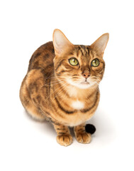 Fototapeta premium Bengal cat sitting in full growth on a white background.