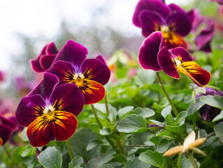 Purple, Rust, and Yellow-Colored Pansies in a Garden